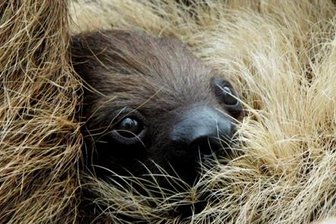 Nachwuchs bei den Faultieren und Erdmännchen im Chemnitzer Tierpark -