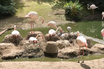 Nachwuchs bei den Flamingos - 