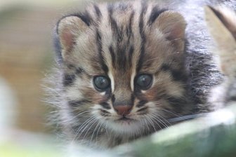 Nachwuchs bei den Kleinkatzen im Tierpark Chemnitz - Nachwuchs bei den Kleinkatzen im Tierpark Chemnitz.