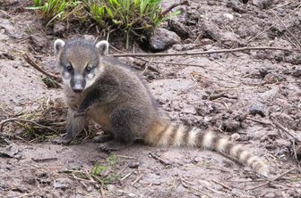 Nachwuchs bei den Nasenbären - Nasenbären sind tagaktiv und gesellige Tiere. 