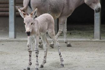 Nachwuchs bei den Somali-Wildeseln - 
