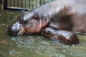 Nachwuchs bei den Zwergflusspferden im Chemnitzer Tierpark - Am 4. April brachte Kuh Petty ihr Junges auf die Welt.