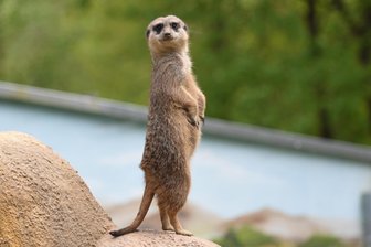 Nachwuchs bei Erdmännchen, Emu und Co.: Das erwartet Besucher zu Ostern in den vogtländischen Tierparks - Wer guckt denn da? Die Erdmännchen gehören zu den besonders beliebten Bewohnern des Klingenthaler Tierparkes.