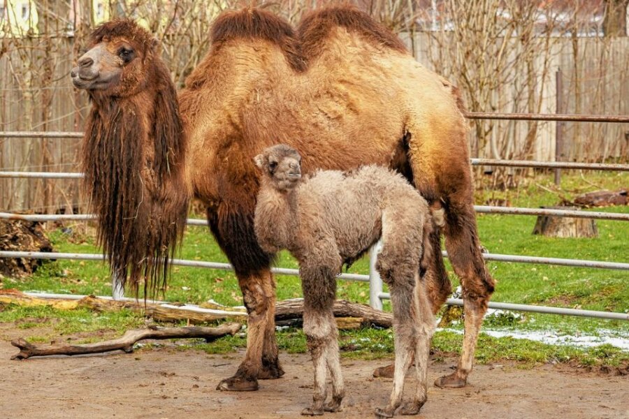 Nachwuchs bei Kamelen in Falkenstein - 