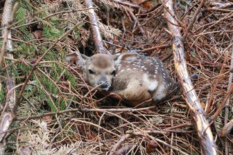 Die ersten Tage versteckte sich das Jungtier in einem Reisighaufen auf der Anlage.