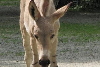 Dieses Fohlen kam am Dienstag im Tierpark Chemnitz zur Welt.