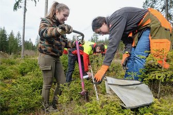Nachwuchs für den Vogtland-Wald: Im Zinsbachtal bei Auerbach geben Lärchen Tannen Wetterschutz - Johanna Reuter und Hanna Römer pflanzen Lärchen in der Pechheide, die zum Revier Grünheide gehört. Hinter den beiden FÖJ-lerinnen markiert Simon Rosenbaum die Abstände, in denen die Setzlingen in den Waldboden kommen.