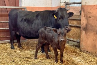Nachwuchs im Auer Zoo der Minis: Dahomey-Zwergrind „Nikolaus“ ist putzmunter - Im Zoo der Minis gibt es Nachwuchs bei den Dahomey-Zwergrindern – im Bild Mutter Jella mit Nachwuchs Nikolaus.