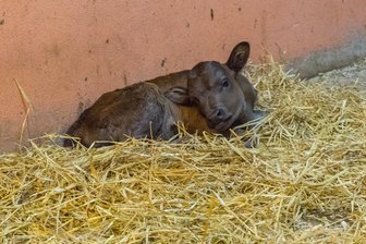 Nachwuchs im Auer Zoo der Minis - Im Auer Zoo der Minis ist am Samstag Dahomey-Rind Kauri zur Welt gekommen.