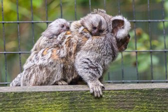 Nachwuchs im Auer Zoo der Minis - Im Auer Zoo der Minis sind zwei Weißbüscheläffchen zur Welt gekommen.