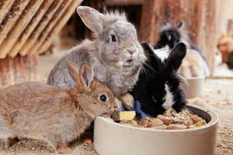 Nachwuchs im Tiergehege am Pöhlberg: Wie es um neue Pläne für die Anlage steht - Die Streichelgehege - etwa mit den Kaninchen - sollen auch bei einer Umgestaltung des Annaberger Tiergeheges am Pöhlberg erhalten bleiben. Zurzeit können Besucher auch junge Kaninchen beobachten.