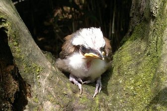 Nachwuchs im Tierpark Chemnitz - Ein junger Weißhaubenhäherling.