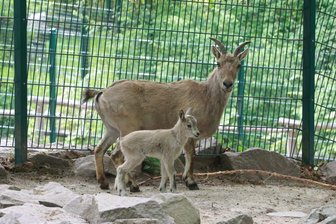 Bereits im Mai gab es bei den Westkaukasischen Steinböcke Nachwuchs.