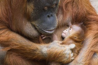 Nachwuchs im Zoo Leipzig -