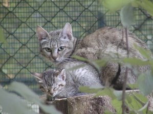 Der Tierpark Chemnitz stellt seinen Nachwuchs vor. 