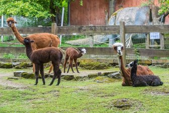 Nachwuchs mit weißen Masken - 