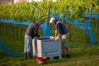 Nässe zerstört Hoffnungen auf Spitzenjahrgang im Elbtal - Lese auf einem Weinberg bei Meißen: Faule Trauben haben den Winzern im Elbtal dieses Jahr die Arbeit erschwert.