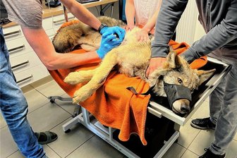 Nahe Johanngeorgenstadt: Verletzter Wolf wird in Prager Klinik versorgt - Vor wenigen Tagen wurde im Grenzgebiet ein verletzter Wolf gefunden. Von Mitgliedern einer Tierrettungsstation wurde er in eine Veterinärklinik gebracht.