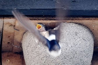 Nahrungsmangel bedroht Schwalbenpopulation - Nach Angaben der Vogelschutzwarte Neschwitz sind die Brutbestände der Rauchschwalben und Mehlschwalben - beide Arten bewohnen Gebäude - in den vergangenen 40 Jahren in Sachsen um etwa die Hälfte zurückgegangen. (Archivbild)