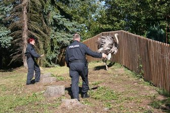 Die Polizei versuchte am Mittwoch, diesen Nandu zu fangen. Am Ende gelang das einem Niederwiesaer.