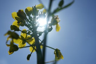 Natur zum Anfassen 2026: Anmeldephase für Umweltprojekt in Sachsen startet - Bei „Natur zum Anfassen“ lernen Kinder die Flora und Fauna der Region kennen.