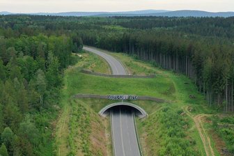 Naturausgleich: Kirchberger Grünbrücke ist mittlerweile wirklich grün - Mittlerweile ist die Brücke grün. Sie verbindet die Biotope des Hartmannsdorfer Forstes.