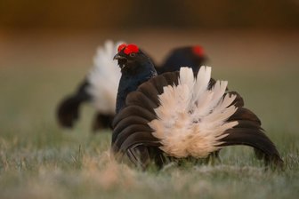 Naturdoku im Plauener Malzhaus zeigt auf: So dramatisch ist das Artensterben zwischen Erzgebirge und Vogtland - Um den Schutz des Birkhuhns im Erzgebirge wird seit Jahren gerungen.