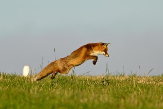 Naturfotograf gelingen bei Oederan spektakuläre Aufnahmen von einem Fuchs - Eine spektakuläre Aufnahme von einem springenden Fuchs bei Oederan.