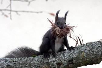 Naturfotografen verraten in Rödlitz, wie und mit welcher Technik besondere Bilder entstehen - Auch ein Eichhörnchen mit Bart wird eine Rolle spielen.