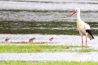 Naturfreunde laden zur Entdeckung der Weißen Elster ein - Auch das ist die Weiße Elster im Vogtland: die Elsterwiesen in Kürbitz werden von der Vogelwelt gern zur Nahrungssuche genutzt.