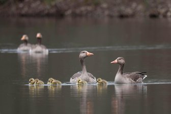 Naturidylle Biesern: Graugänse erobern See - Graugänse mit Nachwuchs schwimmen auf dem Bieserner See.