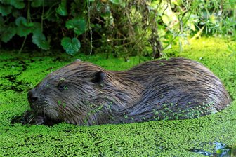 Naturparadies im Kirchbachtal: Wie weit darf sich der Biber in Oberschöna ausbreiten? - Im Jahr 2020 fotografierte der Tierschutzverein diesen Biber in Frankenberg.