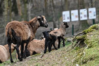 Naturpark Köbe: Diese niedlichen Tierbabys erobern ihre Welt - Bei den Kamerunschafen im Naturpark Köbe sind die ersten Lämmer geboren worden. Tierpfleger Mario Reinhardt rechnet in den nächsten Tagen noch mit viel mehr Jungtieren.