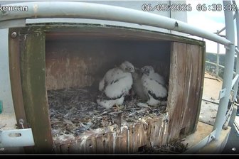 Naturschauspiel im Erzgebirge: Falken-Nachwuchs auf Riesen-Esse entwickelt sich gut - Die Falken im Nest am Schornstein der Nickelhütte in Aue sind schon ordentlich gewachsen.