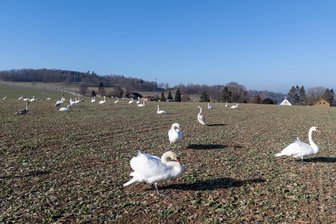 Naturschauspiel im Vogtland: Dutzende Schwäne versammeln sich seit Dezember täglich auf einem Feld - 
