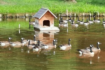 Naturschauspiel in Bernsgrün: Kanadagänse erobern den Dorfteich - Tierischer Überfall: Plötzlich waren sie da und schwammen auf dem Teich am Buchberg in Bernsgrün: Kanadagänse.