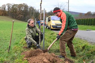 Naturschützer pflanzen um Rochlitz mehr als 60 Bäume - Jens Weber (li.) und Marco Hintermeyer von der Nabu-Regionalgruppe beim Pflanzen an der Bergstraße.