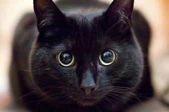 Naturschützer: Statt Katzensteuer auf Kastration setzen -