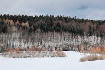 Naturschützer wollen Luchsbachtal im Erzgebirge gegen Bergbau sichern - Blick ins Luchsbachtal. Die Natur liegt im Winterschlaf. Wenn sich im Frühjahr wieder Leben regt, wimmelt es hier von Schmetterlingen und Insekten, darunter viele geschützte und etliche bedrohte Arten. 