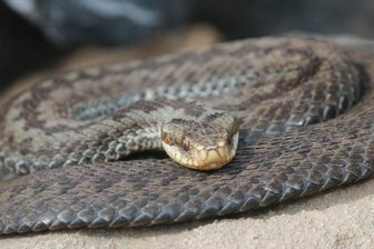 Naturschützer zählen 22 Kreuzottern im Landkreis - Diese Kreuzotter im Tierpark Chemnitz hatte keine Chance, vor dem Fotografen zu flüchten. Zudem gibt es im Landkreis Zwickau ...