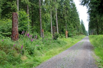 Naturschutz im Erzgebirgswald: Was stehen gelassene Baumstümpfe dazu beitragen - Baumstümpfe entlang eines Waldweges im Forstbezirk Eibenstock
