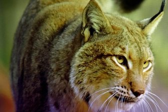 Naturschutz: Luchs zieht ums Vogtland einen Bogen - Rund zwei Dutzend Naturfreunde erlebten am Samstag in der Naturschutzstation Riedelhof Eubabrunn einen Vortrag zum Thema "Luchsland Sachsen - Die Rückkehr der Pinselohren in Sachsens Wälder". 