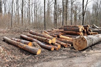 Naturschutz: Waldbesitzer stellt sich der Kritik - In Niederwiesa finden derzeit Waldarbeiten statt. Foto: Knut Berger/Archiv