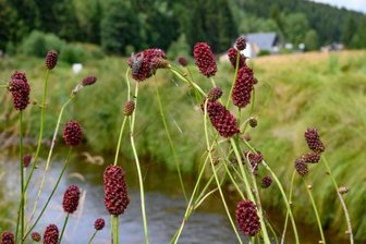 Naturschutzgroßprojekt nimmt nächste Hürde - Zum Naturschutzgroßprojekt gehören auch Bergwiesen und Moore des Kammbereichs von Satzung bis Rübenau. 