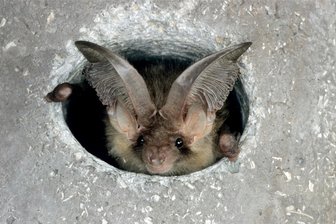 Naturschutzstation Herrenhaide: Fledermäusen eine Stimme geben - Die Fledermaus Braunes Langohr ist in einem Einflugloch zu sehen. Fledermäuse mögen Verstecke.