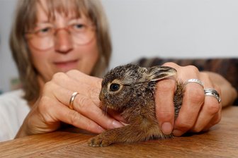 Naturschutzstation Rödlitztal: Kleiner Feldhase hat es wegen übertriebener Sorge nun schwer - Petra Rietzsch mit dem jungen Feldhasen.