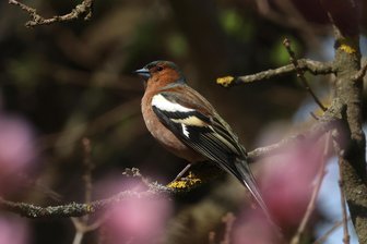 Naturschutzstation startet mit Eröffnung und Vogelstimmenwanderung in die Saison - Der Buchfink wird bei der Vogelstimmenwanderung sehr wahrscheinlich zu hören und zu sehen sein.