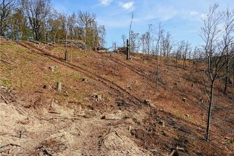 Naturschutzverband legt wegen Abholzungen bei Lichtenwalde nach - Der Lebensraumtyp "Sternmieren-Stieleichen-Hainbuchenwald" am Butterberg bei Lichtenwalde präsentiert sich aktuell als Kahlschlag. Das Areal steht als Flora-Fauna-Habitat-Gebiet unter europäischem Schutz.