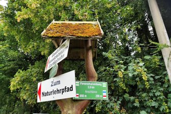 Netzschkau: Waldumbau soll mehr Schwung erhalten - Ein Teil des Waldes im Naherholungsgebiet Kuhberg ist in Besitz der Stadt Netzschkau.