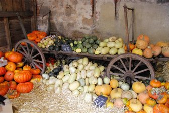 Neuauflage für Hoffest: Herbstmarkt in der alten Oberförsterei in Hartmannsdorf - Kürbis ist das Fruchtgemüse der Saison. Auch beim Hoffest am Samstag in Hartmannsdorf.
